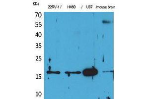 Image no. 2 for anti-Apelin (APLN) (C-Term) antibody (ABIN3187705)