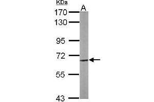 Image no. 3 for anti-Copine III (CPNE3) (Center) antibody (ABIN2856543)