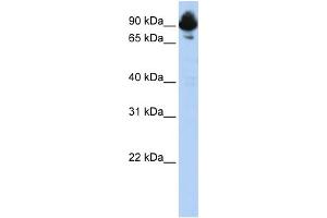 Image no. 2 for anti-Regulator of G-Protein Signaling 3 (RGS3) (C-Term) antibody (ABIN2792209)
