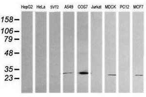 Image no. 2 for anti-Kallikrein 8 (KLK8) antibody (ABIN1498964)