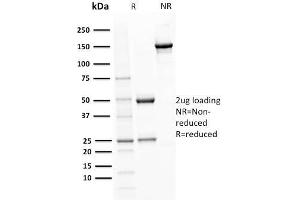 Image no. 5 for anti-POU Class 2 Associating Factor 1 (POU2AF1) (AA 148-255) antibody (ABIN6940353)