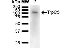 Western Blotting (WB) image for anti-Transient Receptor Potential Cation Channel, Subfamily C, Member 5 (TRPC5) (AA 827-845) antibody (FITC) (ABIN2485379)