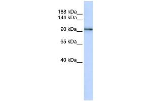 Image no. 1 for anti-Protocadherin 1 (PCDH1) (N-Term) antibody (ABIN2782181)