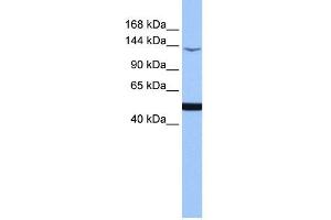 Image no. 1 for anti-Mitogen-Activated Protein Kinase Kinase Kinase 1 (MAP3K1) (C-Term) antibody (ABIN2783464)
