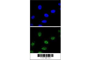 Immunofluorescence (IF) image for anti-Estrogen-Related Receptor alpha (ESRRA) antibody (ABIN2158744)