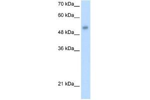 Image no. 1 for anti-One Cut Homeobox 3 (ONECUT3) (C-Term) antibody (ABIN2775835)