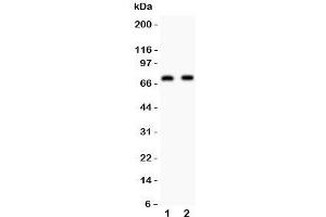 Image no. 1 for anti-Numb Homolog (NUMB) (AA 194-220) antibody (ABIN3032081)