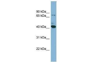 Image no. 1 for anti-HERPUD Family Member 2 (HERPUD2) (N-Term) antibody (ABIN635204)