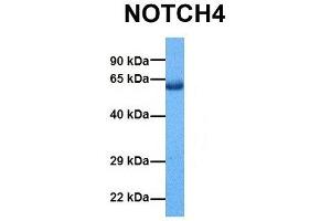 Image no. 1 for anti-Notch 4 (NOTCH4) (Middle Region) antibody (ABIN2777550)