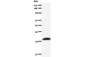 Image no. 1 for anti-Suppressor of Ty 4 Homolog 1 (SUPT4H1) antibody (ABIN932460)