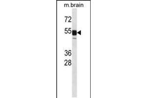 Image no. 1 for anti-CDC like Kinase 1 (CLK1) (AA 53-80), (N-Term) antibody (ABIN5532876)