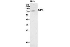 Image no. 2 for anti-2'-5'-Oligoadenylate Synthetase 2, 69/71kDa (OAS2) (Internal Region) antibody (ABIN3181072)
