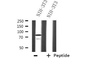 Image no. 2 for anti-A Kinase (PRKA) Anchor Protein 17A (AKAP17A) antibody (ABIN6259300)