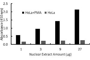 Transcription factor assay of Sp1 from nuclear extracts of HeLa cells or HeLa cells treated with PMA (50 ng/ml) for 3 hr with the  Activity Assay Kit.