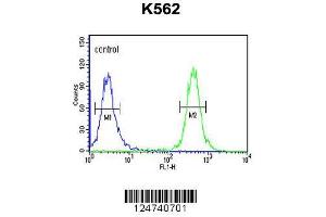Image no. 2 for anti-Transcriptional Regulating Factor 1 (TRERF1) (AA 1136-1164), (C-Term) antibody (ABIN653305)