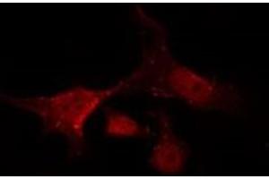 Image no. 3 for anti-Nuclear Factor (erythroid-Derived 2)-Like 2 (NFE2L2) (N-Term) antibody (ABIN6263730)