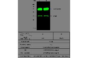 Image no. 2 for anti-Complement Component 1, Q Subcomponent Binding Protein (C1QBP) (AA 72-279) antibody (ABIN2000541)