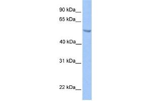 Image no. 3 for anti-Ets Variant 5 (ETV5) (N-Term) antibody (ABIN2780594)