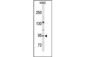 Image no. 1 for anti-Family With Sequence Similarity 5, Member C (FAM5C) (AA 47-76), (N-Term) antibody (ABIN952239)