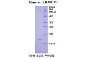 Image no. 1 for Leucine Rich Repeat (In FLII) Interacting Protein 1 (LRRFIP1) (AA 615-735) protein (His tag) (ABIN1981207)