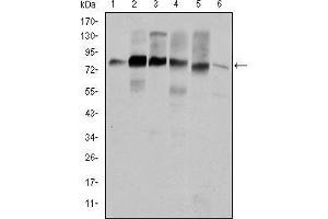 Image no. 2 for anti-Cortactin (CTTN) antibody (ABIN969073)