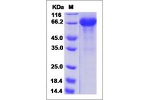 Image no. 1 for Signal-Regulatory Protein gamma (SIRPG) (AA 1-364) protein (Fc Tag) (ABIN6924818)