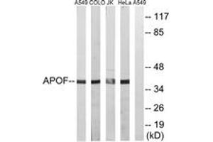Image no. 1 for anti-Apolipoprotein F (APOF) (AA 221-270) antibody (ABIN1534641)