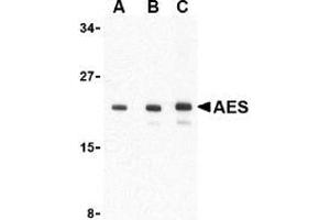 Image no. 1 for anti-Amino-terminal Enhancer of Split (AES) (C-Term), (N-Term) antibody (ABIN499225)