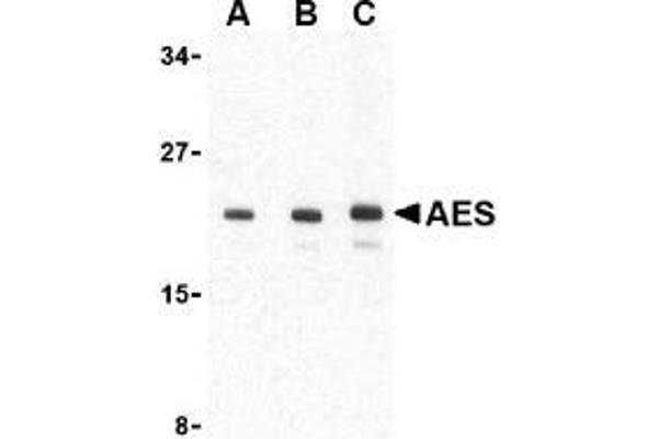AES anticorps  (C-Term, N-Term)