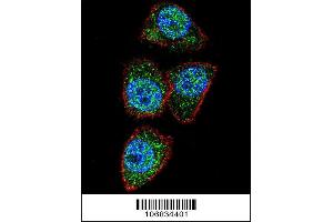 Image no. 4 for anti-Aurora Kinase A (AURKA) (AA 364-392), (C-Term) antibody (ABIN1882163)