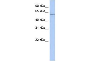 Image no. 1 for anti-Copine IV (CPNE4) (N-Term) antibody (ABIN2784976)