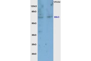 Image no. 5 for anti-Nuclear Factor (erythroid-Derived 2)-Like 2 (NFE2L2) (AA 430-480) antibody (ABIN737271)