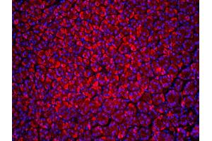 Image no. 3 for anti-Beclin 1, Autophagy Related (BECN1) (AA 201-330) antibody (ABIN675384)