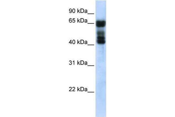 anti-UDP Glucuronosyltransferase 2 Family, Polypeptide B4 (UGT2B4) (N-Term) antibody