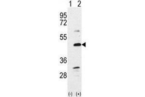 Image no. 5 for anti-Bone Morphogenetic Protein 7 (BMP7) (AA 15-44) antibody (ABIN3030181)