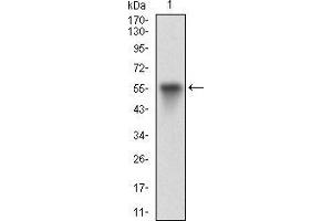 Vitronectin antibody  (AA 20-199)