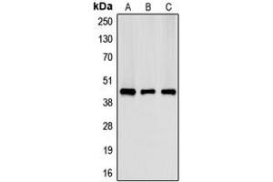 Image no. 3 for anti-Creatine Kinase, Muscle (CKM) (N-Term) antibody (ABIN2707449)