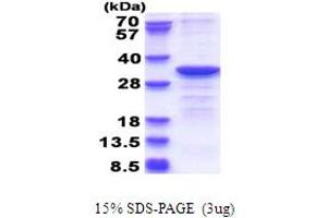 Image no. 1 for Cytochrome B5 Reductase 2 (CYB5R2) (AA 1-276) protein (His tag) (ABIN5853701)