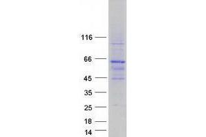 Image no. 1 for YY2 Transcription Factor (YY2) protein (Myc-DYKDDDDK Tag) (ABIN2735736)