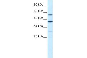 Image no. 1 for anti-A Kinase (PRKA) Anchor Protein 17A (AKAP17A) (N-Term) antibody (ABIN2778330)