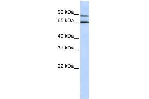 Image no. 1 for anti-G Protein-Coupled Receptor 75 (GPR75) (Middle Region) antibody (ABIN2777752)