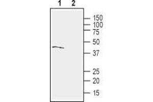 anti-G Protein-Coupled Receptor 68 (GPR68) (2nd Extracellular Loop), (AA 169-183) antibody