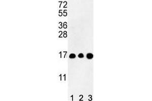 Histone Cluster 3, H3 (HIST3H3) (AA 1-30) Antikörper
