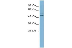 Image no. 1 for anti-Solute Carrier Family 46 (Folate Transporter), Member 1 (SLC46A1) (N-Term) antibody (ABIN2781711)
