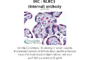 Image no. 2 for anti-NLR Family, CARD Domain Containing 3 (NLRC3) (Internal Region) antibody (ABIN1737382)