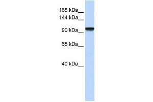 Image no. 1 for anti-PAX3 and PAX7 Binding Protein 1 (PAXBP1) (N-Term) antibody (ABIN928187)