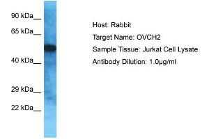 OVCH2 antibody  (C-Term)