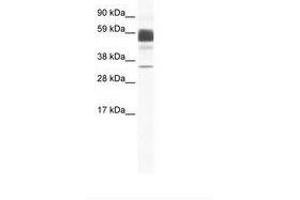 Image no. 1 for anti-Claudin 16 (CLDN16) (C-Term) antibody (ABIN202207)