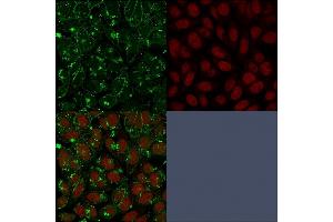 Image no. 3 for anti-Complement Decay-Accelerating Factor (CD55) antibody (ABIN6939225)