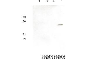 Image no. 1 for anti-Killer Cell Immunoglobulin-Like Receptor, Two Domains, Short Cytoplasmic Tail, 4 (KIR2DS4) antibody (ABIN121171)